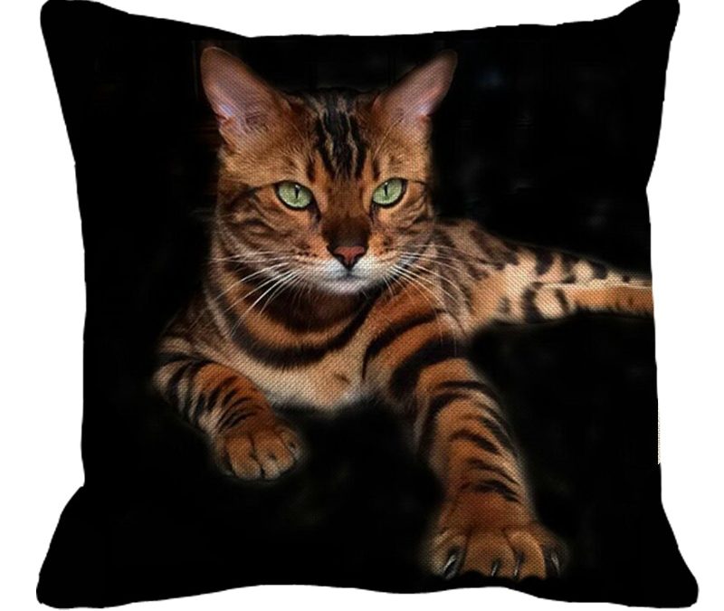 Beautiful Bengal Cat