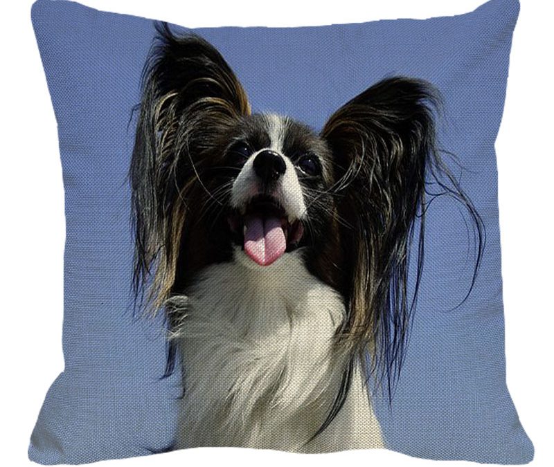 Papillion Black & White