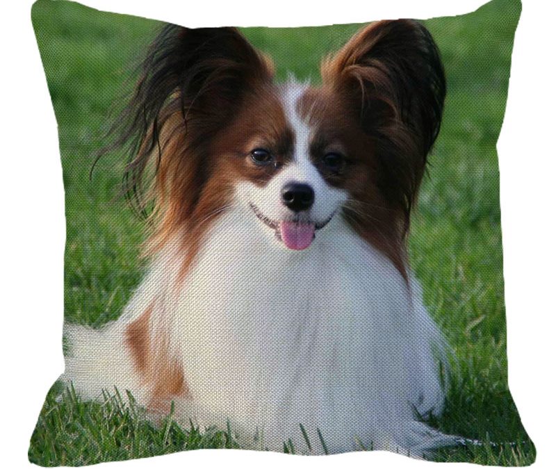 Papillion Brown & White