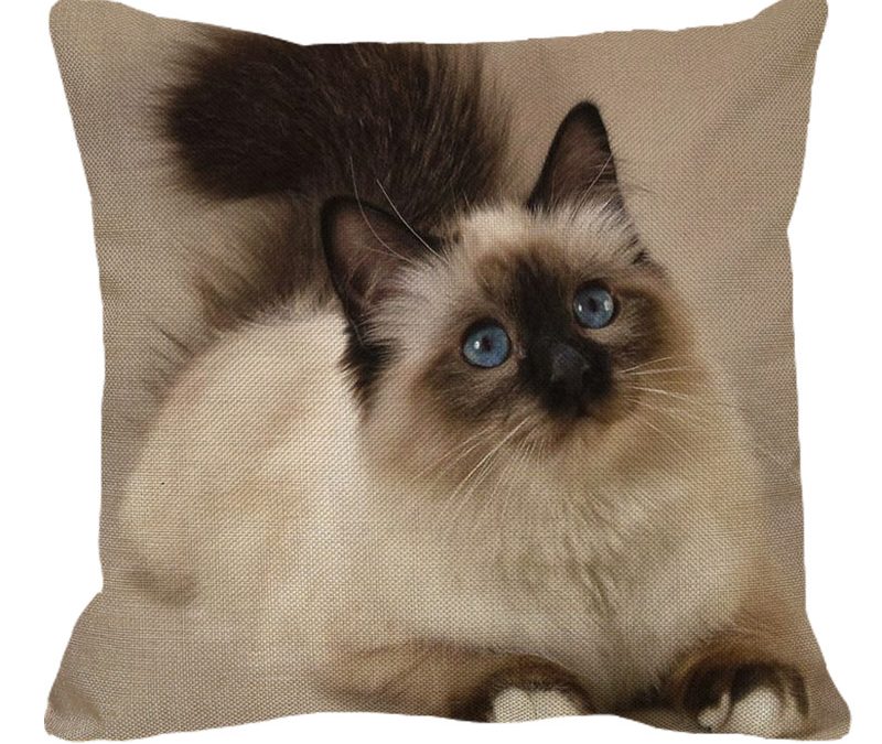 Leisurely Siamese