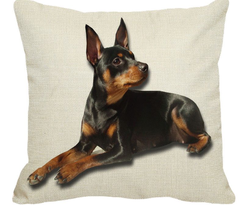 Mini Doberman Pincer