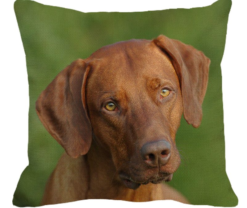 Rhodesian Ridgeback On Green