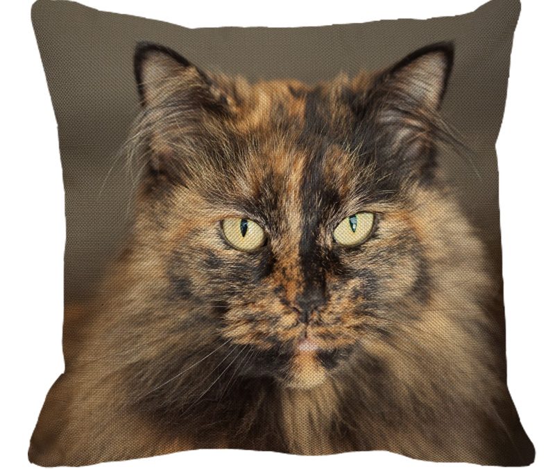 Tortoise Shell Long Hair Cat