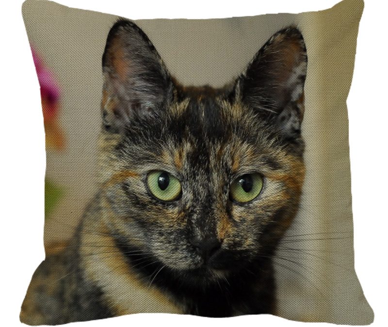 Tortoise Shell Cat
