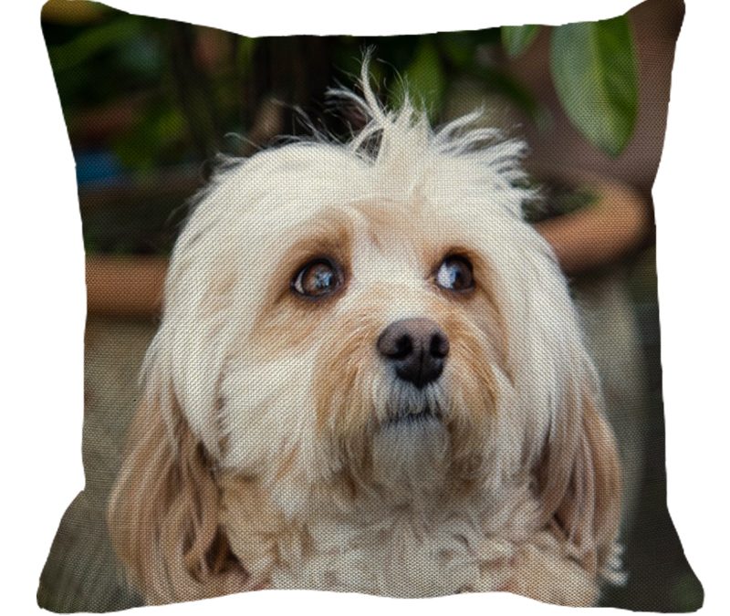 Cavoodle White